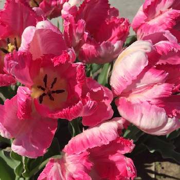 チューリップフェスティバルの画像 by かじゅさん |  チューリップとチューリップフェスティバルと変わった花弁と綺麗とお出掛け先とパーロット咲き  チューリップと赤い花とお花好きと素敵