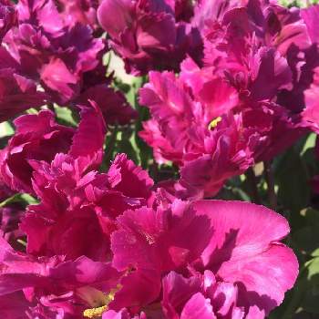チューリップフェスティバルの画像 by かじゅさん |  チューリップとチューリップフェスティバルと変わった花弁と綺麗と赤紫色の花とお出掛け先とパーロット咲き  チューリップとお花好きと素敵