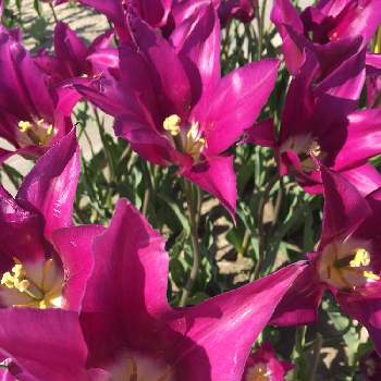チューリップフェスティバルの画像 by かじゅさん |  チューリップとチューリップフェスティバルと変わった花弁と綺麗と赤紫色の花とお出掛け先とお花好きとLF  ユリ咲き チューリップと素敵