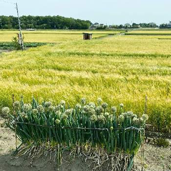 麦畑。の画像 by kaoriさん | お出かけ先とネギ坊主と麦畑。とサイクリングと花のある生活と癒されるとかわいいと緑のある生活