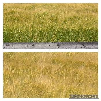 ムギ の投稿画像一覧 Greensnap グリーンスナップ