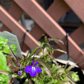 青・スカイブルーの画像 by かかさん | フェンスとアズーロ・コンパクトと青・スカイブルーと小さな花とブルーの花