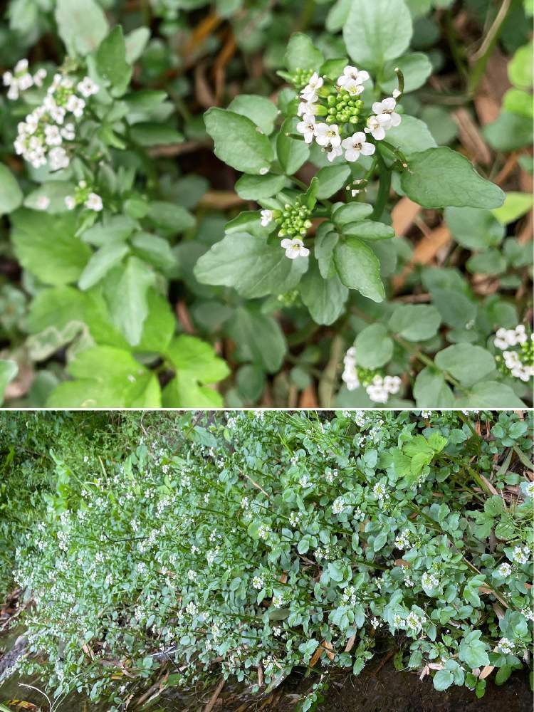 クレソン オランダガラシ の投稿画像 By 73mama 自粛中さん 21月5月4日 Greensnap グリーンスナップ Greensnap グリーンスナップ クレソン オランダガラシ の投稿画像 By 73mama 自粛中さん 21月5月4日 Greensnap グリーンスナップ Greensnap グリーンスナップ