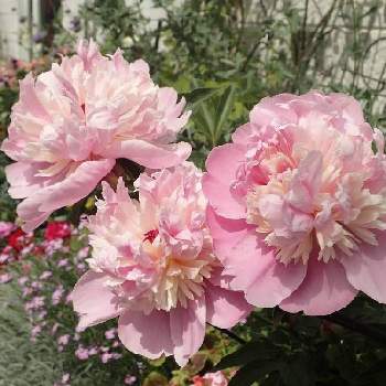 シャクヤクの投稿画像一覧|🍀GreenSnap(グリーンスナップ)