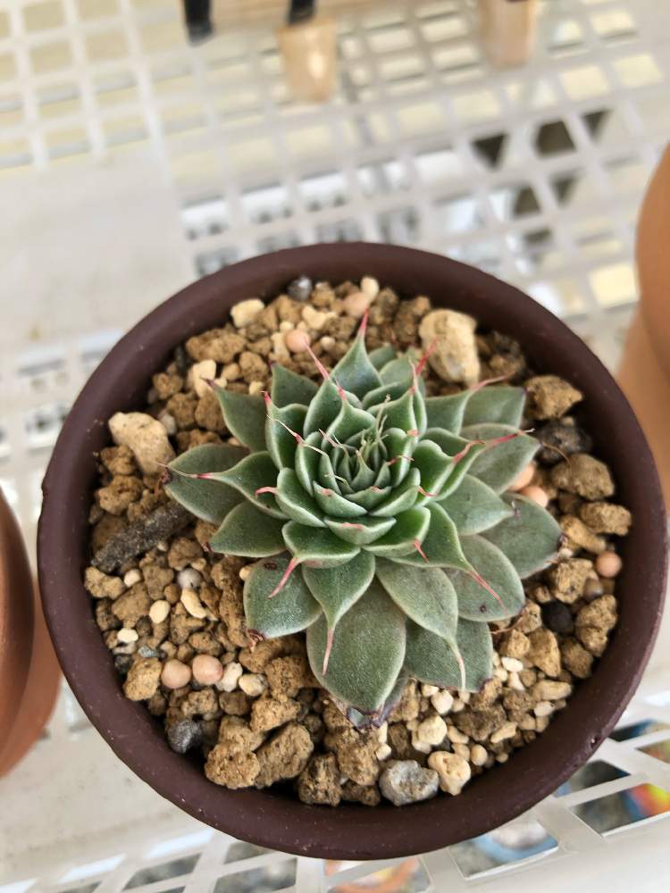 百均のシルバースターの成長記録 Greensnap グリーンスナップ