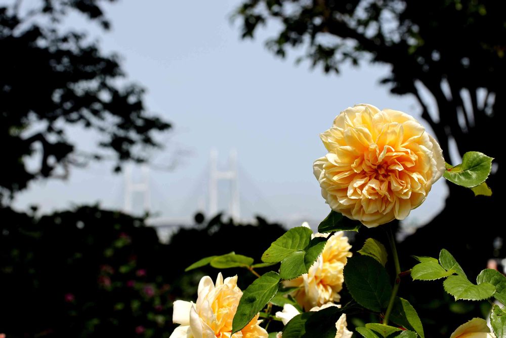 リッキーさんの港の見える丘公園への投稿