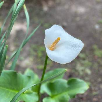 静かに咲く花の投稿画像一覧 Greensnap グリーンスナップ