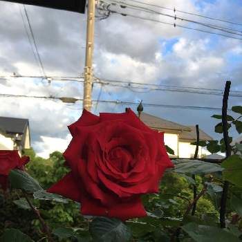 アンクルウォルターバラの画像 by サトさん | 小さな庭と赤い薔薇♡とアンクルウォルターバラと薔薇の庭とおうち園芸