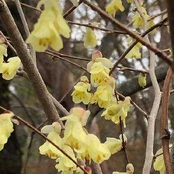 日向みずき ヒュウガミズキ の投稿画像一覧 Greensnap グリーンスナップ