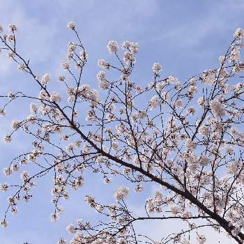それでも花は咲くの画像 by nicoさん | ソメイヨシノと桜大好きと自然の色が好きと花と共に生きるサントリーと小さな農園とそれでも花は咲くとお花から学ぶこと。とありのままの桜を見ると花の写真と自然大好きと季節の花と桜が好きと桜の種類を全部見たいと花のようにありのままに生きると自然体で生きようと春といえば桜と桜の花♡と花のように生きると花のある暮らしと桜を見る会と桜咲くと花でつながりたいと私と花の関係について学ぶと自然が好きと『2021桜』フォトコンテスト