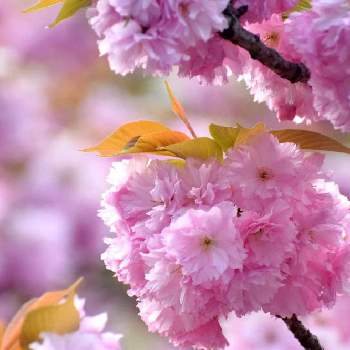 それでも花は咲くの画像 by nicoさん | サトザクラと花での癒しと桜大好きと自然の色が好きと花と共に生きるサントリーと小さな農園とそれでも花は咲くとお花から学ぶこと。とありのままの桜を見ると花の写真と自然大好きと季節の花と桜が好きと桜の種類を全部見たいと花のようにありのままに生きると自然体で生きようと春といえば桜と桜の花♡と花のように生きると花のある暮らしと桜を見る会と花でつながりたいと私と花の関係について学ぶと自然が好きと『2021桜』フォトコンテスト