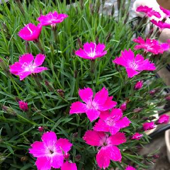 香りナデシコの投稿画像一覧 Greensnap グリーンスナップ