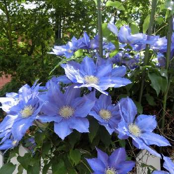 @青い花の画像 by Kevinさん | お出かけ先とクレマチスと素敵❗と癒しと@青い花と紫色の花とGS映えと青い花と今日の一枚と日本原産とお花大好き✨と可愛いと花のある暮らしと中国原産とかわいいと青い花マニアとビューティフル シェイプとヨーロッパ原産と@クレマチスと珍しい植物と@珍しい植物