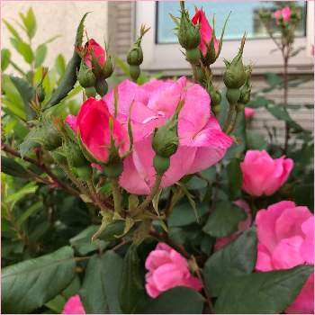 わくわくゴールデンウィークの画像 by サッチンさん | ばら バラ 薔薇とつぼみとピンクとウォーキング中とわくわくゴールデンウィーク