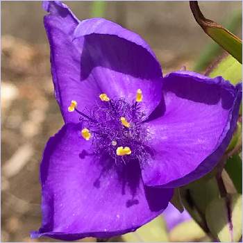 わくわくゴールデンウィークの画像 by サッチンさん | ５月と紫色の花とウォーキング中とわくわくゴールデンウィークとムラサキツユクサ♪