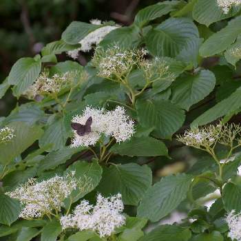 ミズキの花の投稿画像一覧 Greensnap グリーンスナップ