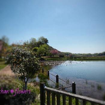 池のある風景の画像 by Hirochan＊  flowersさん | 太陽の光を浴びてと池のある風景と水辺の水曜日とJuneの会