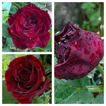 薔薇 黒真珠 ブラックパールの投稿画像一覧 Greensnap グリーンスナップ 薔薇 黒真珠 ブラックパールの投稿画像一覧 Greensnap グリーンスナップ