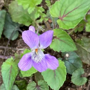 スミレ科スミレ属の投稿画像一覧 Greensnap グリーンスナップ