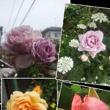 薔薇コラーユジュレの画像 by メリーさん | 小さな庭とおうち園芸としのぶれど 薔薇と薔薇コラーユジュレと鉢植えと小さい花壇と花のある暮らしと狭い花壇と地植えと薔薇サマーソング