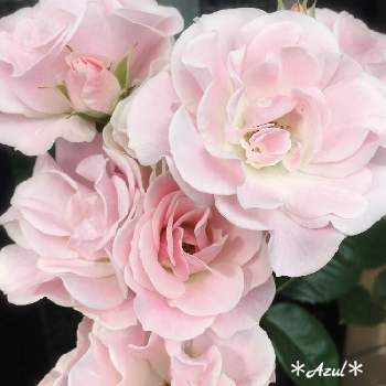 薔薇セレッソの画像 by ＊Azul＊さん | 春のお花と可憐な花とばら バラ 薔薇といつもありがとう♡と薔薇セレッソと癒しと感謝とピンク❤︎ピンクと美しいと綺麗と花友さんに感謝♡と平和を願う☆と可愛いと花のある暮らしとlove&peaceと薔薇♪