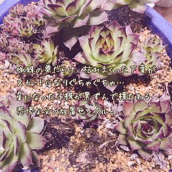 センペルビュームの投稿画像一覧 Greensnap グリーンスナップ