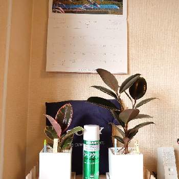 フィカス エラスティカの投稿画像一覧 Greensnap グリーンスナップ