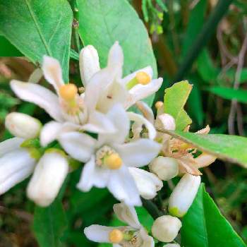 温州みかんの花の投稿画像一覧 Greensnap グリーンスナップ 温州みかんの花の投稿画像一覧 Greensnap グリーンスナップ