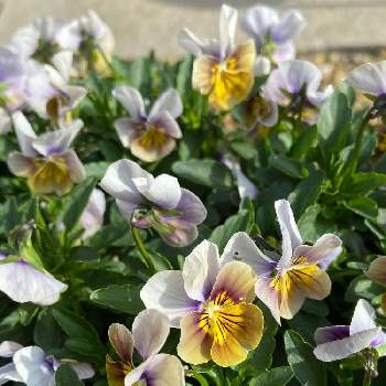 リトルアンティークガーデンの投稿画像一覧 Greensnap グリーンスナップ