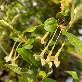 グミの花の投稿画像一覧 Greensnap グリーンスナップ