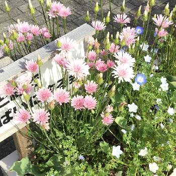 モモイロタンポポの投稿画像一覧 Greensnap グリーンスナップ