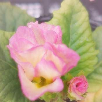 ジュリアンの投稿画像一覧 Greensnap グリーンスナップ