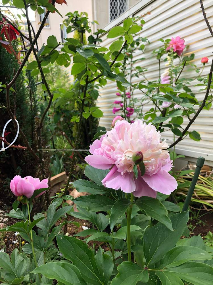 ガーデンの投稿画像 By クリムゾングローリーさん 芍薬 ソルベットとピンクの花と芍薬 シャクヤク ピオニーとフリフリと春到来とピオニーと小さな庭とガーデンと芍薬 ソルベットとピンクの花と芍薬 シャクヤク ピオニーとフリフリと春到来 21月5月5日 Greensnap