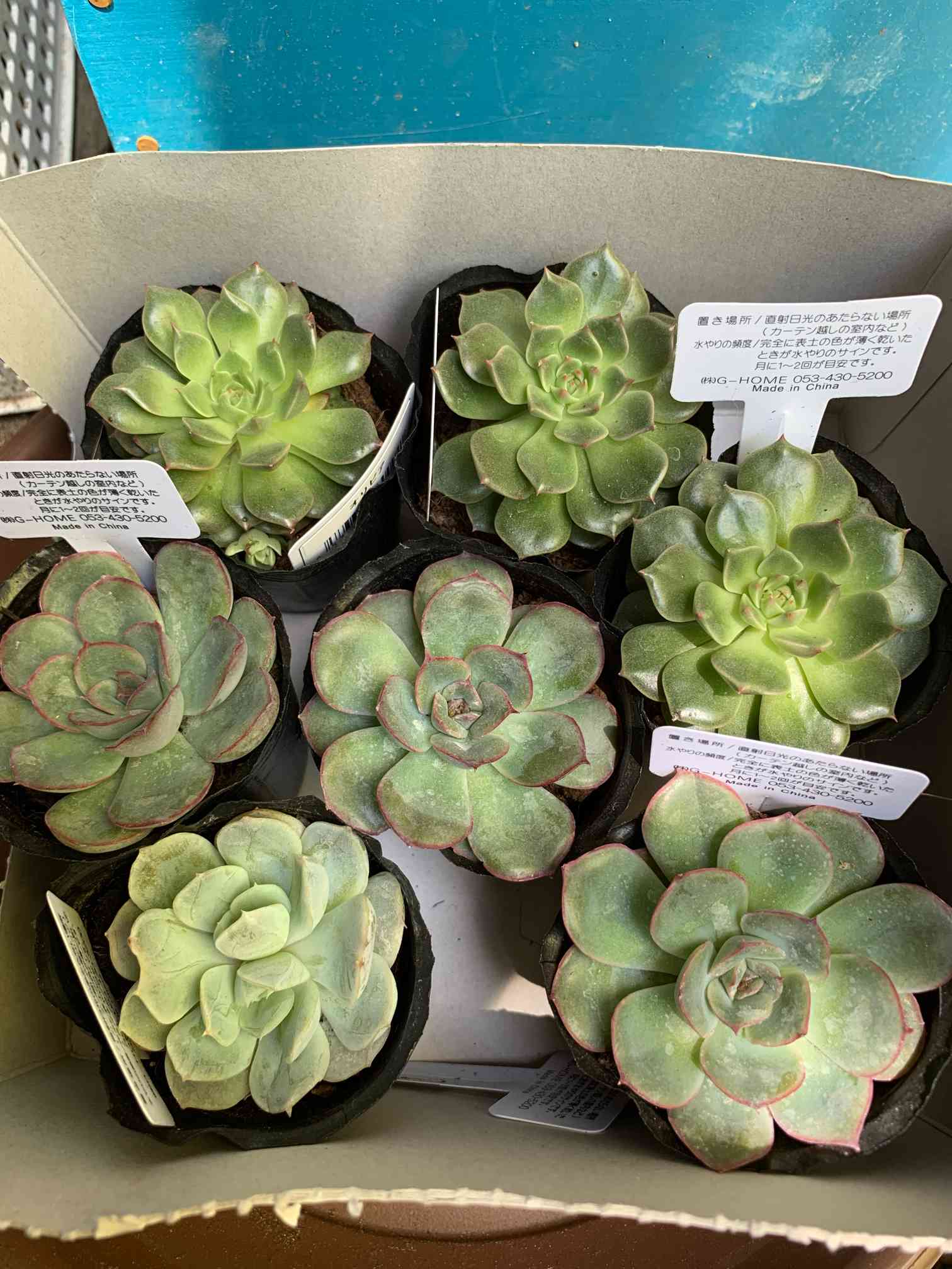 その他多肉植物 Natural ruruplant-store_taniku4359881144