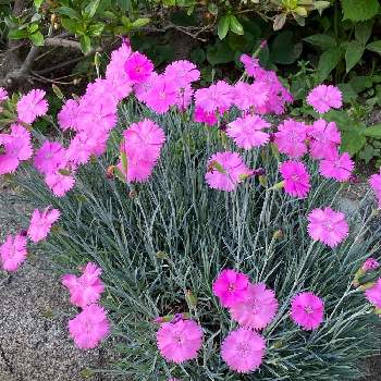 明るいピンクの投稿画像一覧 Greensnap グリーンスナップ