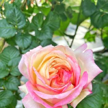 バラ　オーブの画像 by ななちちさん | 小さな庭とバラタニランとばら バラ 薔薇と薔薇愛同盟とコロナの馬鹿と薔薇男子と薔薇に魅せられてと植中毒とバラ　オーブと2021 GSでバラ園と手づくりの庭とガーデニングと花のある暮らしとななちち薔薇2021とロザリアンとコロナのバカ