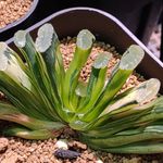 ハオルシア玉扇錦の一覧｜?GreenSnap（グリーンスナップ）