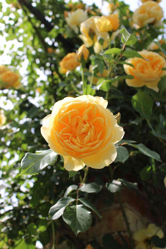 Kei1さんの港の見える丘公園への投稿