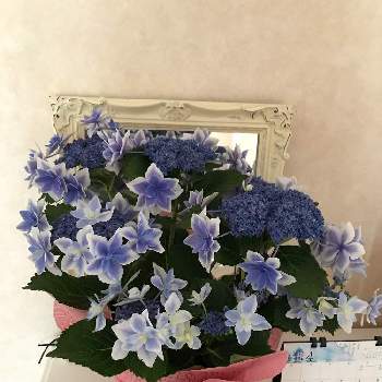 紫陽花 コンペイトウ ブルーの投稿画像一覧 Greensnap グリーンスナップ