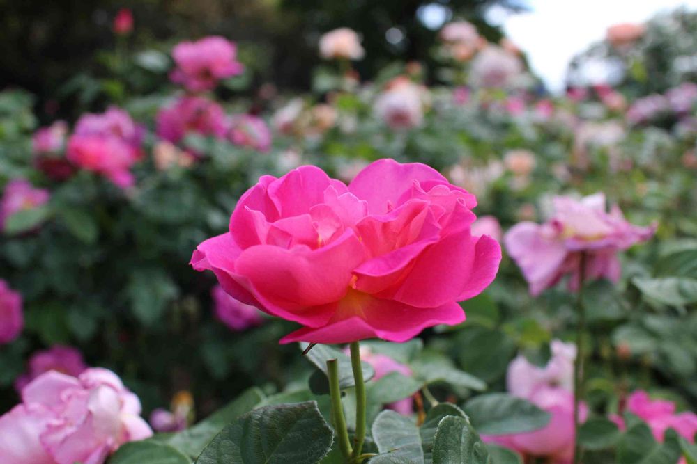 Kei1さんの港の見える丘公園への投稿