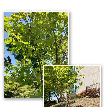 メグスリノキの画像 by つきさん | お出かけ先とメグスリノキと目薬の木とみどり色と宍粟市役所の公園と夢公園