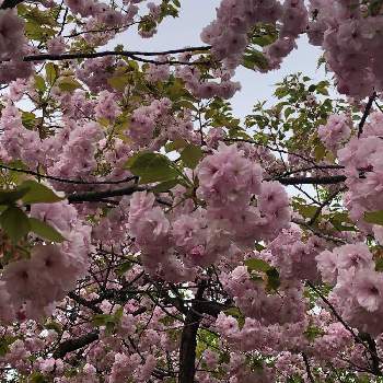 キュンキュンの画像 by ポリッピーさん | お出かけ先と八重桜とピンクの花とピンク❤︎ピンクときれいだね〜〜❣️とキュンキュンとお花は人を元気にするとかわいい