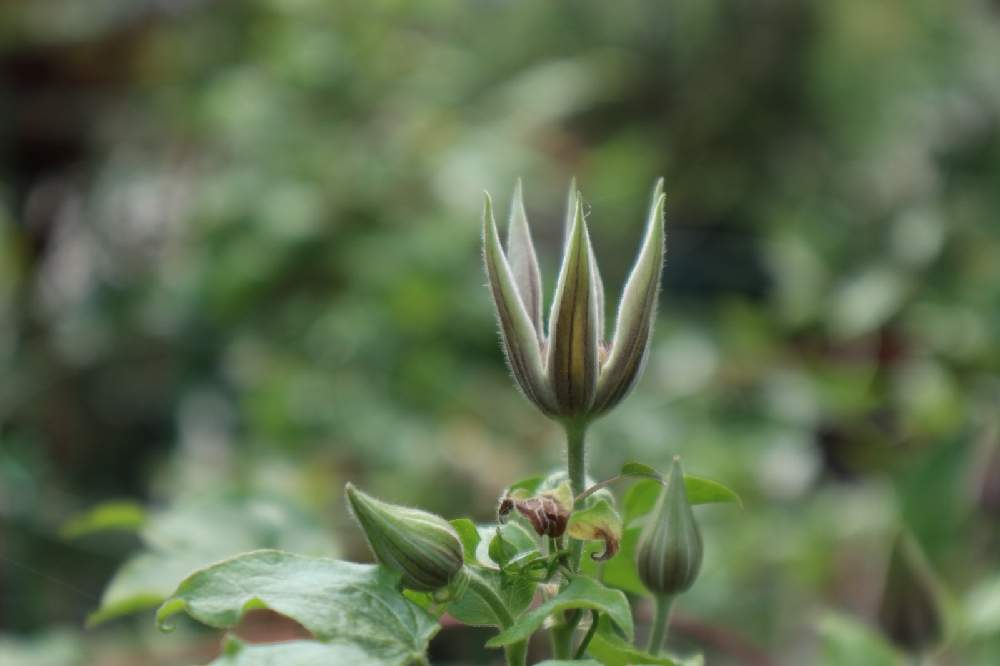 中 大輪のクレマチス Greensnap グリーンスナップ