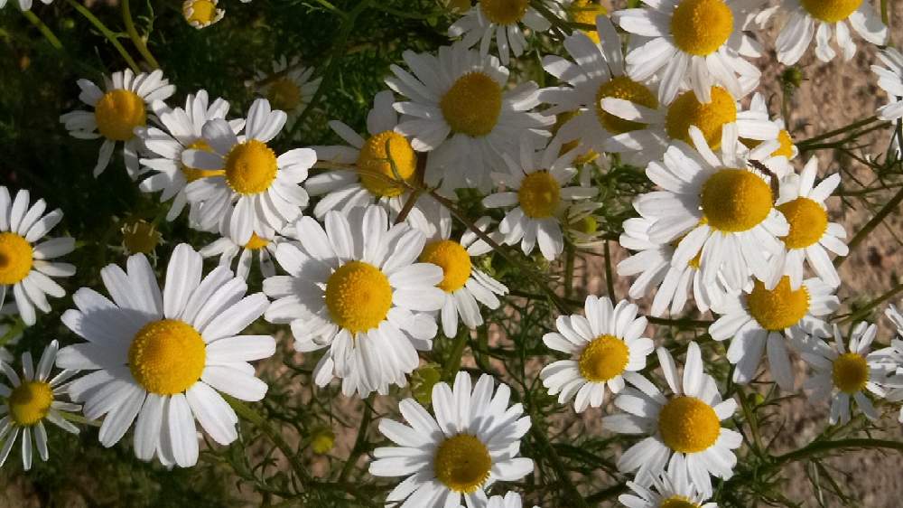 カモミールの投稿画像 By ヒロンさん 白い花と小さなお花 と白いお花とハーブ カモミール とパルシエ 香りの舘 21月5月5日 Greensnap グリーンスナップ