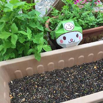 セリの育て方 植え替えは必要 水耕栽培での増やし方は Greensnap グリーンスナップ