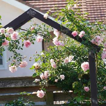 フランソワジュランビルの画像 by ナチュレ＊さん | 広い庭とシンデレラとフランソワジュランビルと薔薇愛同盟と水曜ローズショーとありがとう❤️とお大事に❤とバラのある暮らしとナチュラルガーデンと2021 GSでバラ園とナチュラルスタイルとバラが好きと花のある暮らしと2021nature´s  roseと自慢のバラ_2021