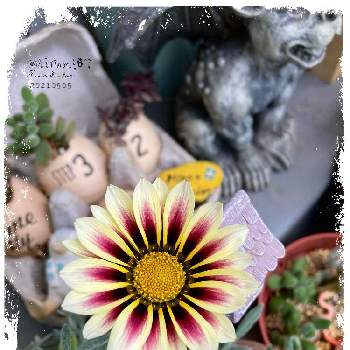 ガーゴイルの画像 by hiroさん | バルコニー/ベランダとモリモリ！と癒しと卵殻寄せ植えと今日の一枚と多肉女子とゆらゆらと鉢植えと白い花とガザニア❁とガーゴイルとシルバーリーフ