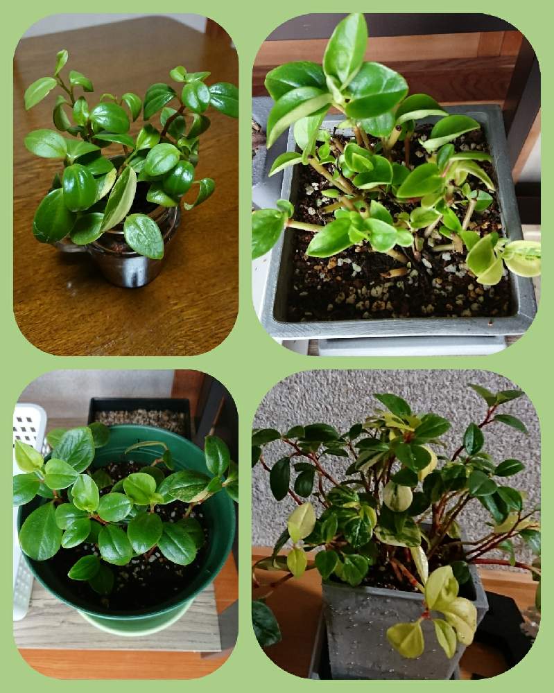 ペペロミアの投稿画像 By かねーちゃんさん ペペロミア グラベラと今日のお花 21月5月5日 Greensnap グリーンスナップ