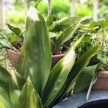 ハランの育て方 植え付けや植え替えの時期は Greensnap グリーンスナップ ハランの育て方 植え付けや植え替えの時期は Greensnap グリーンスナップ