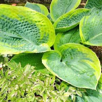 セリフラミンゴの投稿画像一覧 Greensnap グリーンスナップ